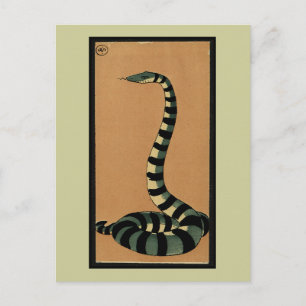 Snake - Antiquarian, Colorful Bok Illustration Vykort