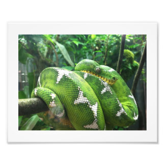 Snake Bild Fototryck
