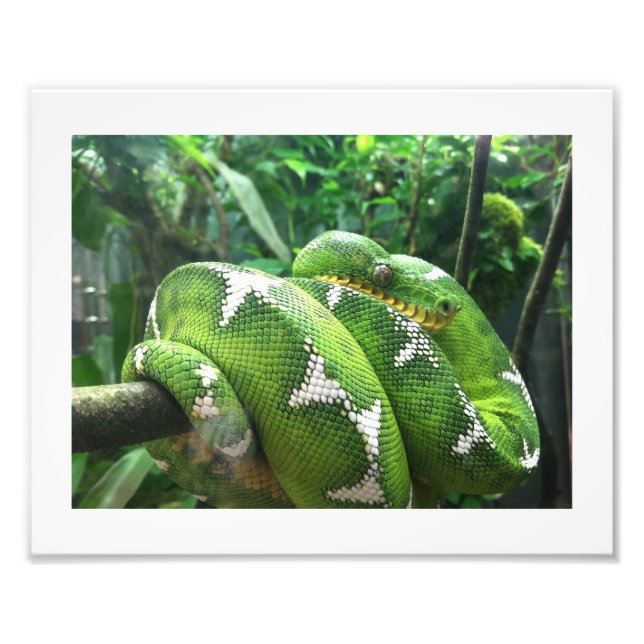 Snake Bild Fototryck (Framsidan)