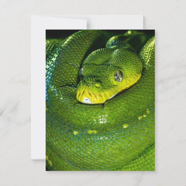 Snake Birthday Card Grattis på födelsedagen Snake (Framsida)