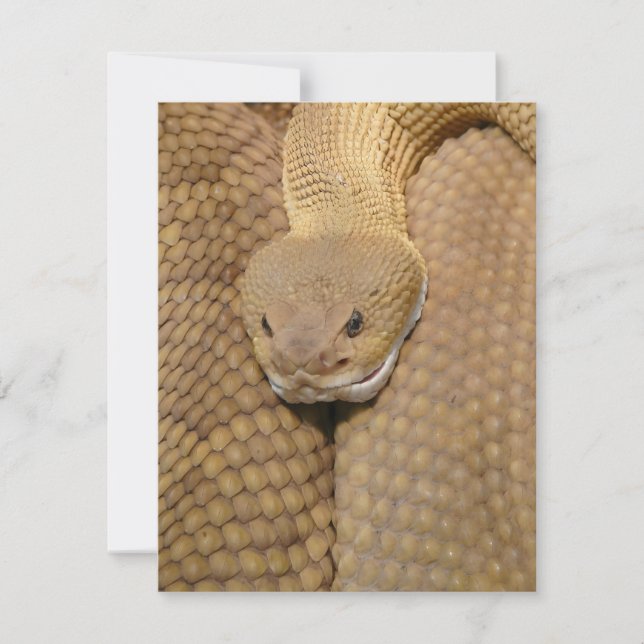 Snake Birthday Card Grattis på födelsedagen Snake (Framsida)