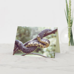 Snake Card för kung Kort