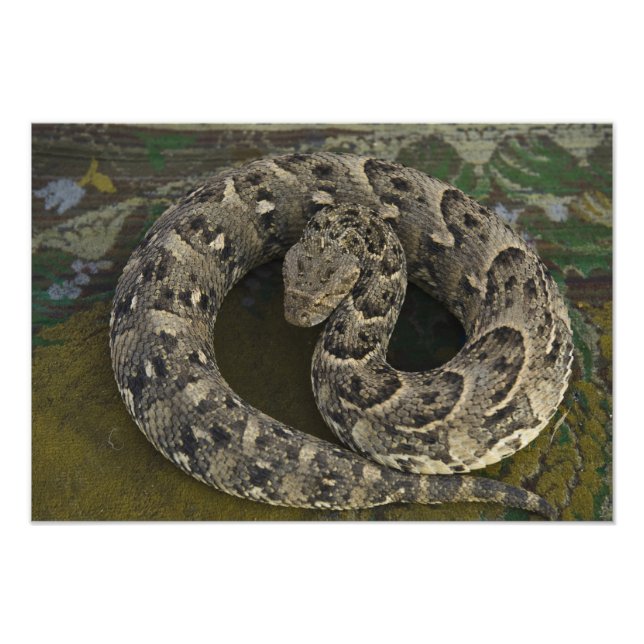 Snake Charmers African Puff-adder Bitis Fototryck (Framsidan)