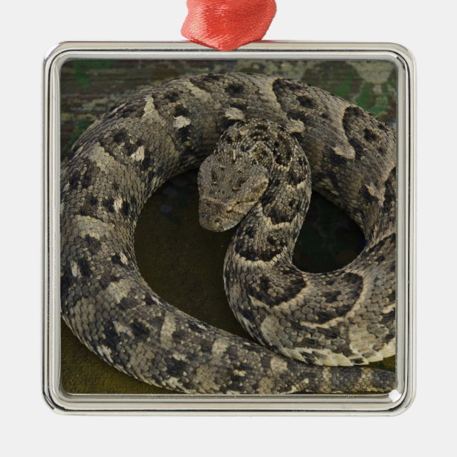 Snake Charmers African Puff-adder Bitis Julgransprydnad Metall (Framsidan)