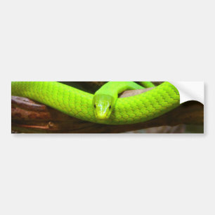 Snake Grönt Mamba Animal Scary Party Destination Bildekal