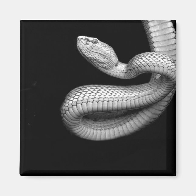 Snake Magnet (Framsidan)