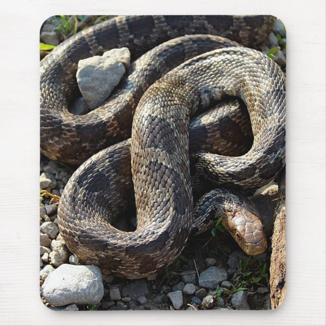 Snake Musmatta (Framsidan)