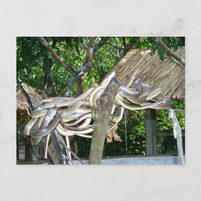 Snake Nest Vykort (Framsida)