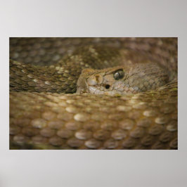 snake öga poster