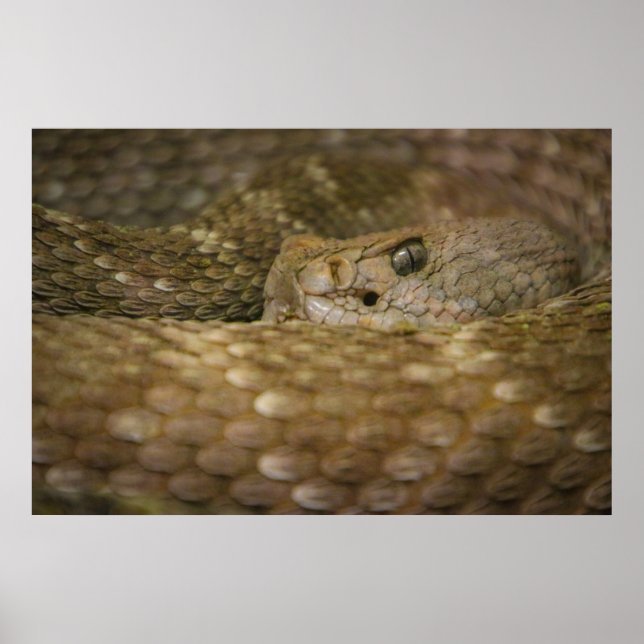 snake öga poster (Framsidan)