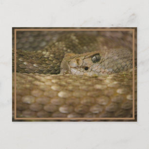 Snake Öga Vykort