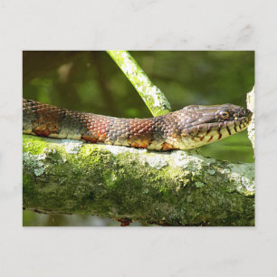 Snake Photo Norra Vatten Vykort