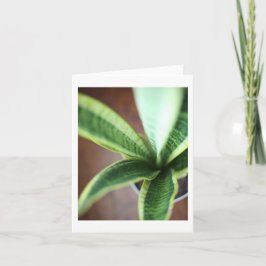 Snake Plant - Blank, mappat kort