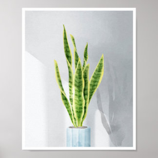 Snake Plant, Mor-in-law tunga, Sansevieria Poster