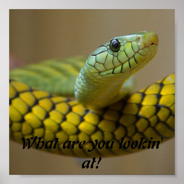 Snake Poster (Framsidan)