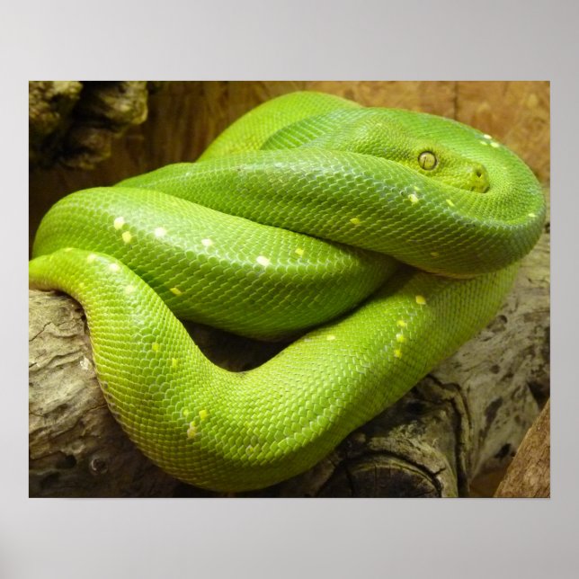 Snake Poster (Framsidan)