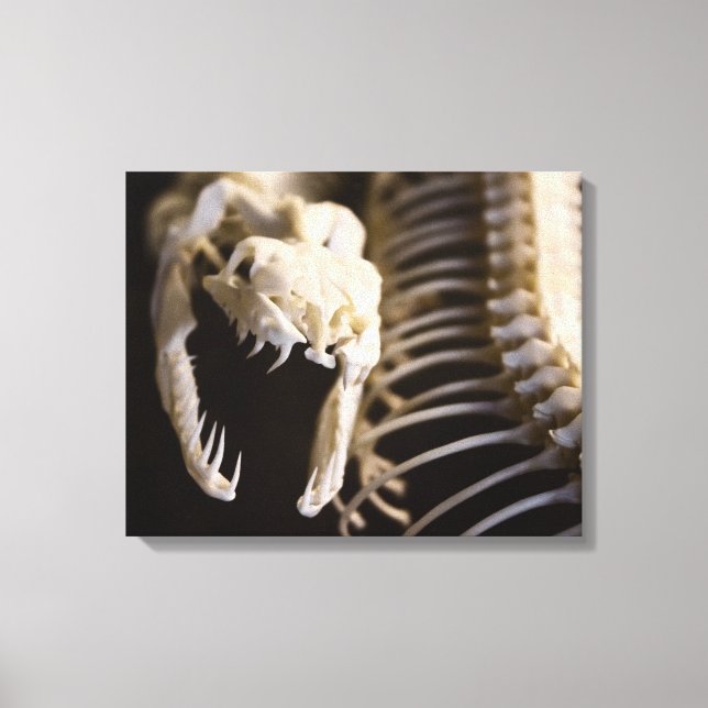 Snake skeleton art - canvas (Framsida)