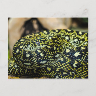 Snake Vykort