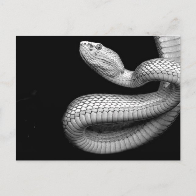 Snake Vykort (Framsida)