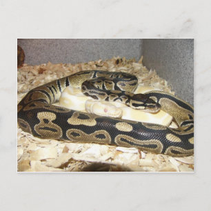 Snake-vykort Vykort