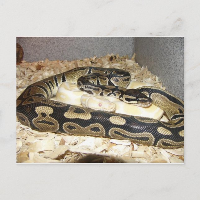 Snake-vykort Vykort (Framsida)