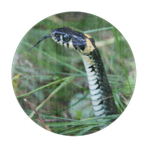 Snake's Head