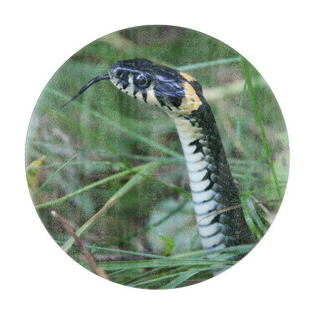 Snake's Head (Framsidan)