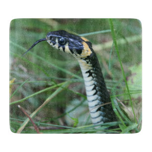 Snake's Head