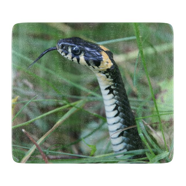 Snake's Head (Framsidan)