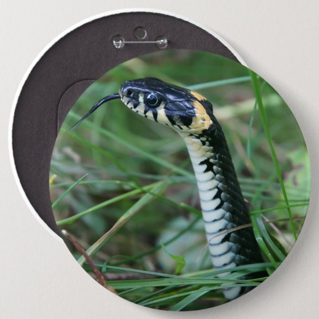 Snake's Head Knapp (Framsida & baksida)