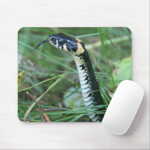 Snake's Head Musmatta