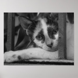 Snälla Kattunge Poster