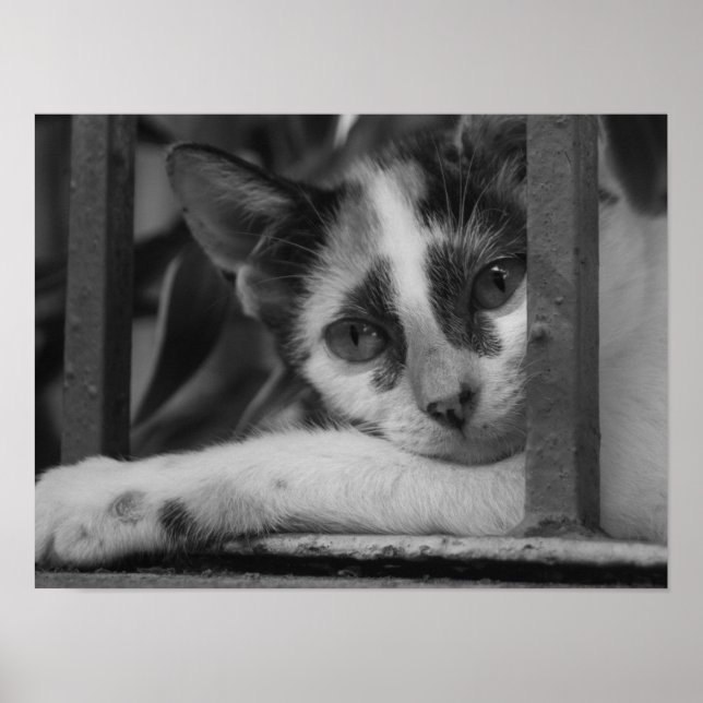 Snälla Kattunge Poster (Framsidan)