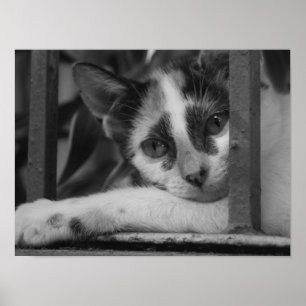 Snälla Kitty Poster