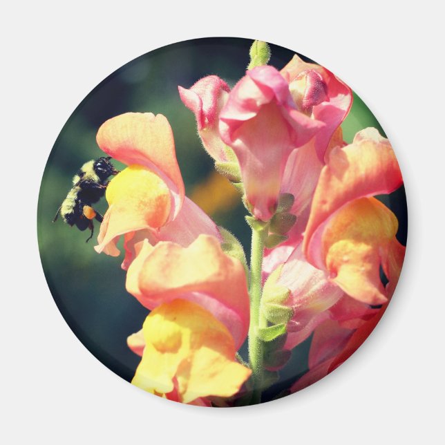Snapdragon And Bee Flower Photography  Magnet (Framsidan)
