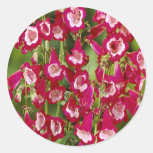 Snapdragon Flowers Stickers Runt Klistermärke