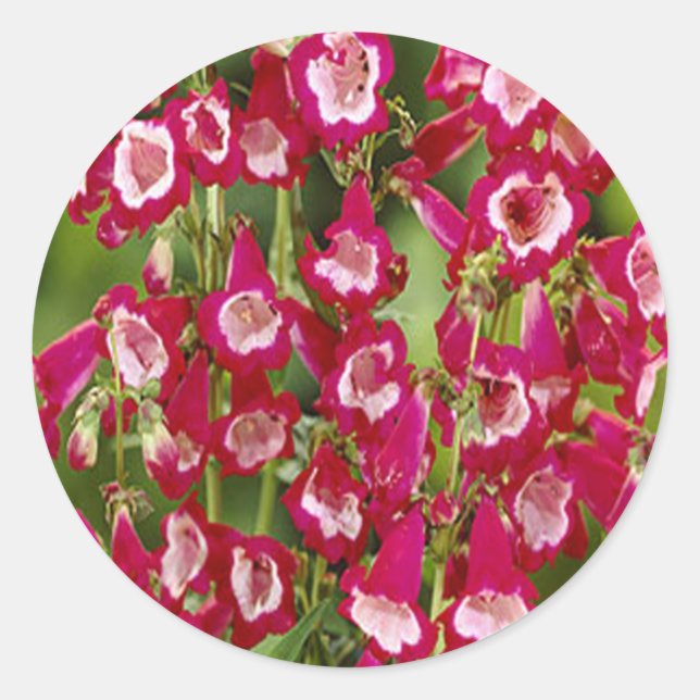 Snapdragon Flowers Stickers Runt Klistermärke (Framsida)