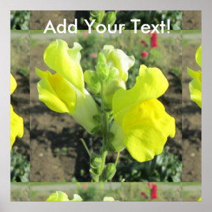 Snapdragon Gult Flower Poster