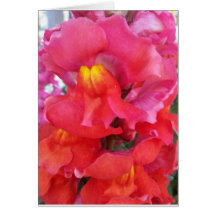 Snapdragon kort (tom insida)