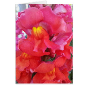 Snapdragon kort (tom insida)