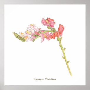 Snapdragon-utskrift, Poster Pappert värde (projekt