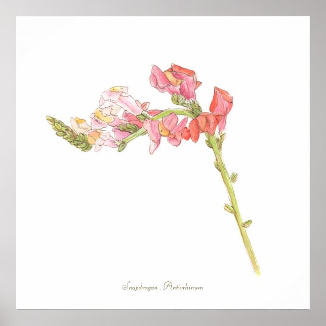 Snapdragon-utskrift, Poster Pappert värde (projekt (Framsidan)