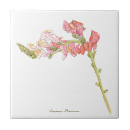 Snapdraon  kakelplatta