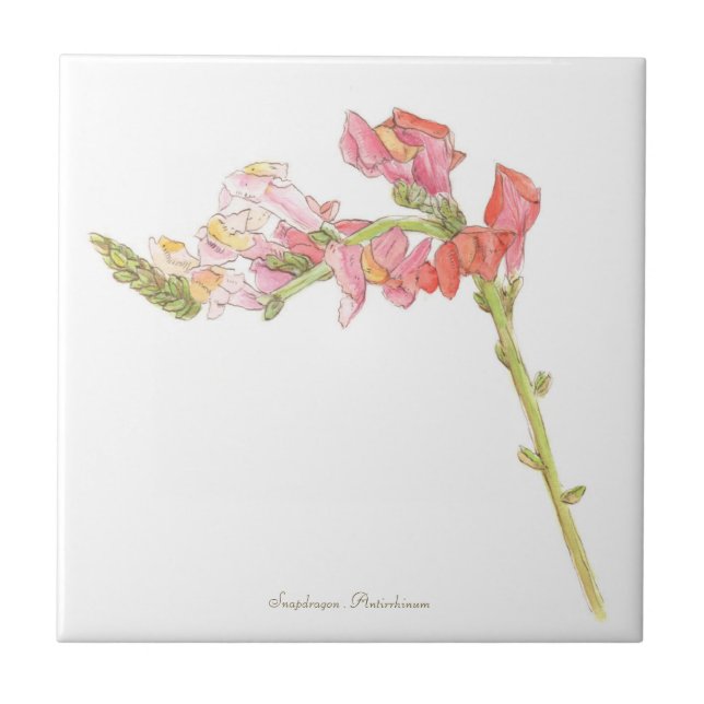 Snapdraon  kakelplatta (Framsidan)