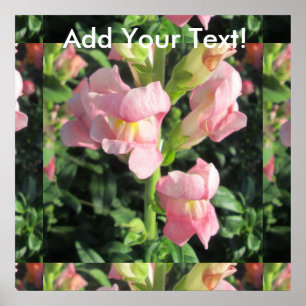 Snapdraon Rosa Flower Poster