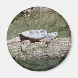 Snappande sköldpadda magnet
