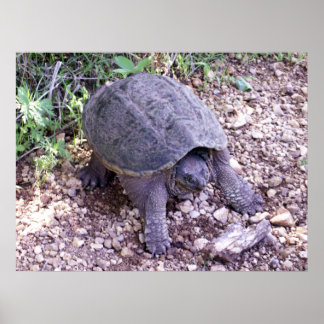 Snappande turtle 1 poster