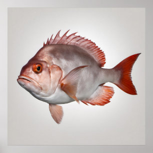 Snappare - fiskutskrift poster