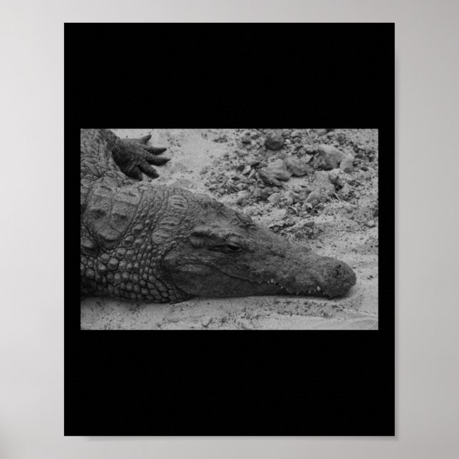 Snapper Croc Black and White Spain Lodrät Poster (Framsidan)