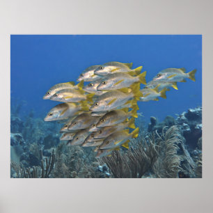 Snapper School Poster